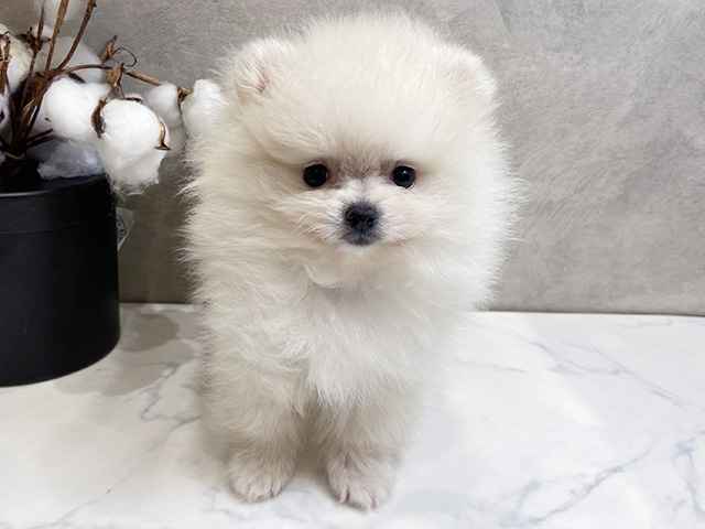 愛知県のポメラニアン (ペッツファースト名古屋栄店/2026年5月19日生まれ/男の子/クリーム)の子犬の1枚目の画像