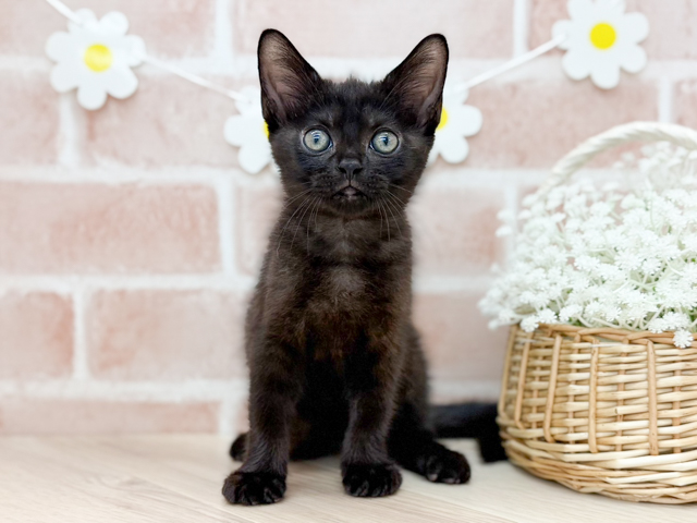 ボンベイ, 性別 男の子, 誕生日 2026/05/16, 毛色 ブラック, 出身 埼玉県, 店舗 for cats武蔵小山店(東京都), お問い合わせ番号 2603153