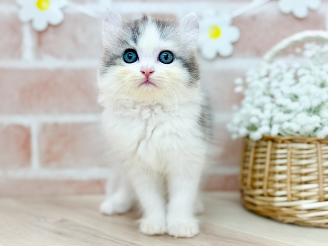東京都のアメリカンカール (ペッツファーストfor cats武蔵小山店/2026年5月21日生まれ/女の子/ブルーシルバータビーホワイト)の子猫の1枚目の画像