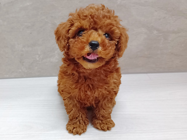 トイプードル