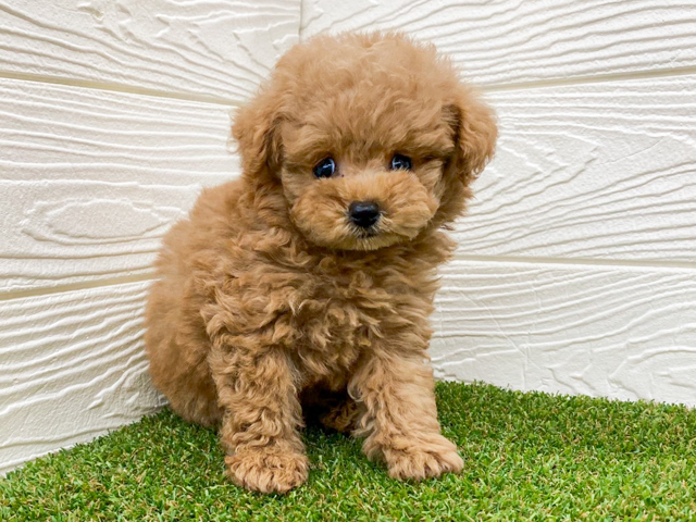埼玉県のトイプードル(トイ) (ペッツファースト三郷店/2026年5月19日生まれ/男の子/レッド)の子犬の1枚目の画像