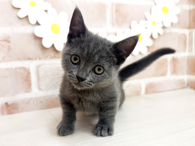 鹿児島県のマンチカン (ペッツファースト鹿児島店/2026年5月6日生まれ/男の子/ブルー)の子猫の1枚目の画像