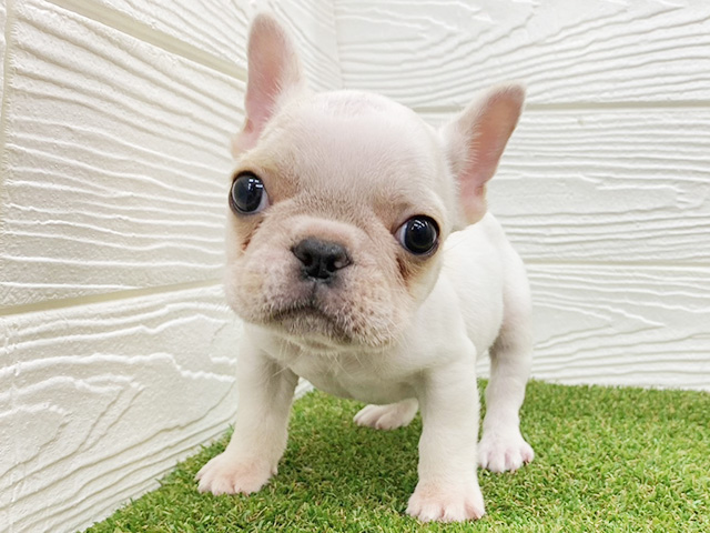 埼玉県のフレンチブルドッグ (ペッツファースト三郷店/2026年5月7日生まれ/男の子/クリーム)の子犬の1枚目の画像