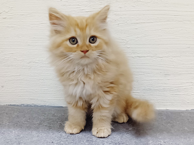 フォールデックス, 性別 男の子, 誕生日 2026/05/08, 毛色 レッドタビー, 出身 埼玉県, 店舗 佐久インター店(長野県), お問い合わせ番号 200020584