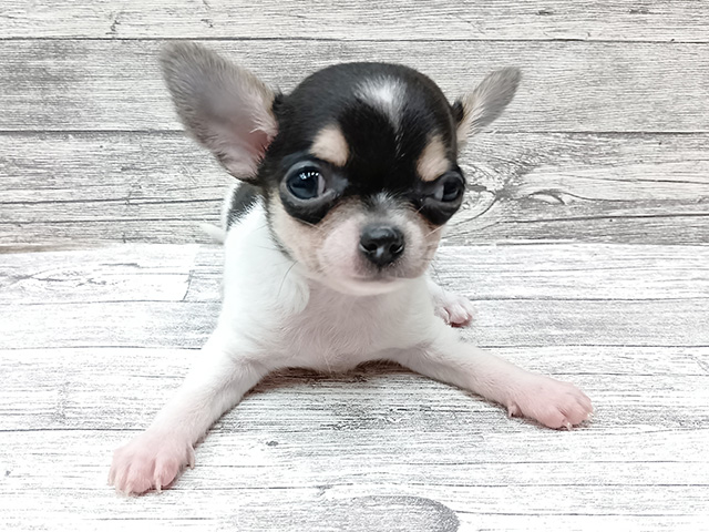 チワワ(スムース), 性別 男の子, 誕生日 2026/05/20, 毛色 ブラックタンホワイト, 出身 新潟県, 店舗 三条店(新潟県), お問い合わせ番号 707364611