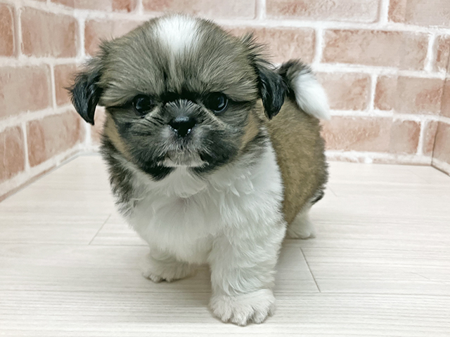 シーズー, 性別 男の子, 誕生日 2026/05/22, 毛色 ホワイトゴールド, 出身 静岡県, 店舗 須坂店(長野県), お問い合わせ番号 216072019