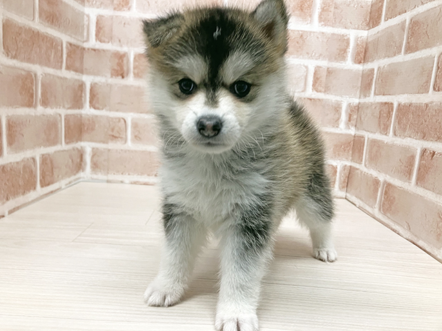 ポンスキーミックス, 性別 女の子, 誕生日 2026/05/16, 毛色 シルバーレッド, 出身 群馬県, 店舗 須坂店(長野県), お問い合わせ番号 216072032