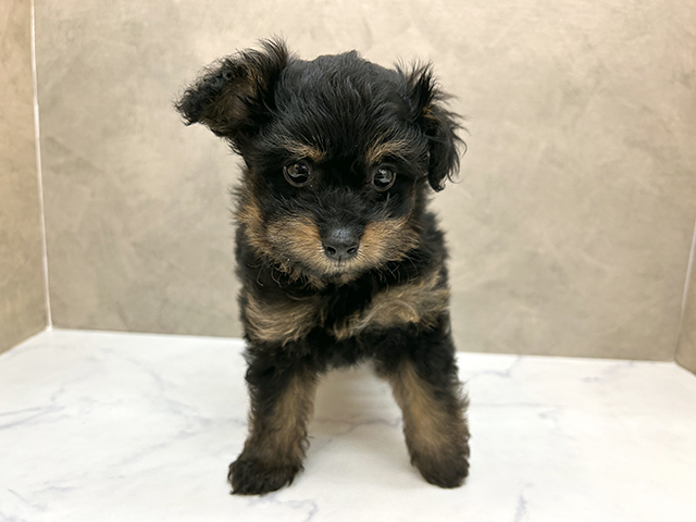 ポメプー