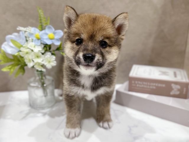 大阪府の豆柴 (ペッツファースト東大阪店/2026年5月25日生まれ/男の子/赤)の子犬の1枚目の画像