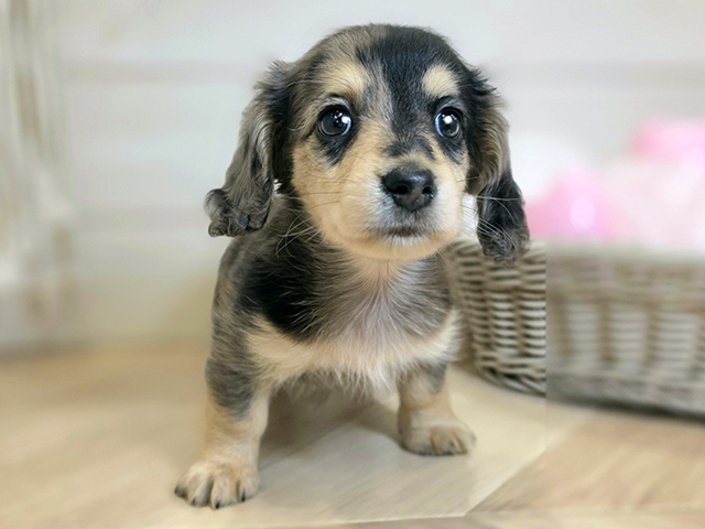 カニヘンダックスフンド