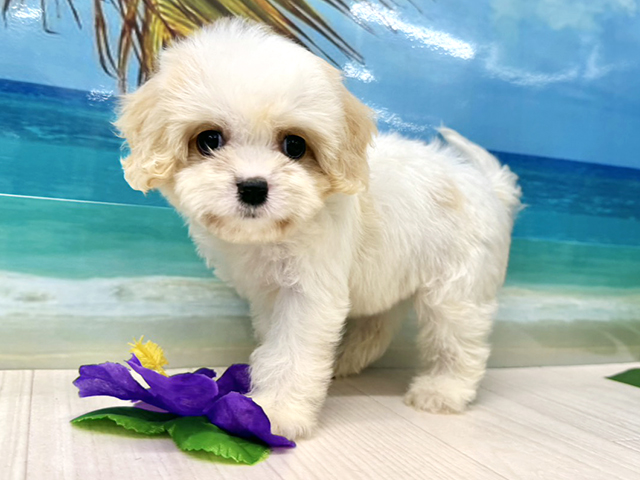 大阪府のハーフ犬・ミックス犬 (ペッツファースト美原南インター店/2026年5月26日生まれ/女の子/ホワイトクリーム)の子犬の1枚目の画像