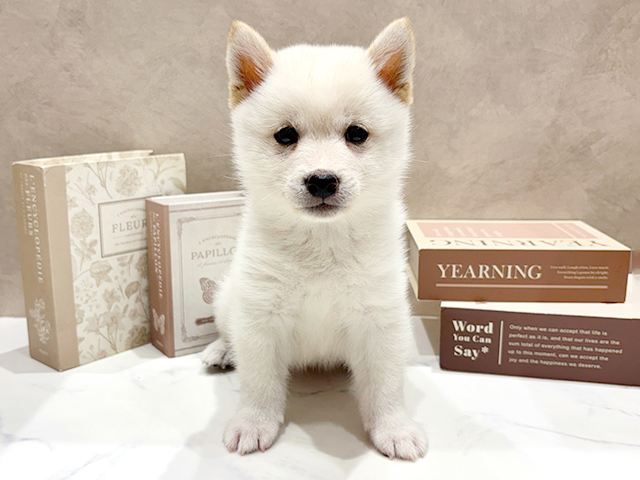 奈良県の豆柴 (ペッツファースト橿原店/2026年5月26日生まれ/男の子/白)の子犬の1枚目の画像