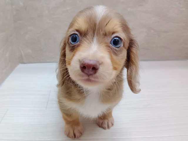チワックス
