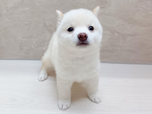 豆柴
