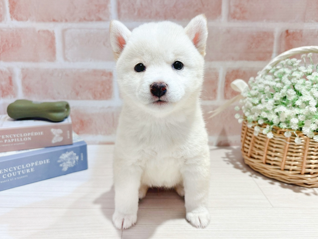 東京都の豆柴 (ペッツファースト自由が丘店/2026年5月25日生まれ/女の子/白)の子犬の1枚目の画像