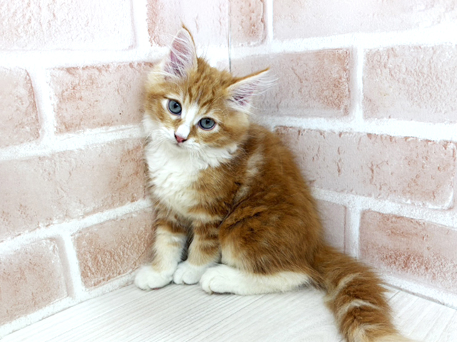 埼玉県のメインクーン (ペッツファーストさいたま新都心店/2026年5月17日生まれ/男の子/レッドタビーホワイト)の子猫の1枚目の画像