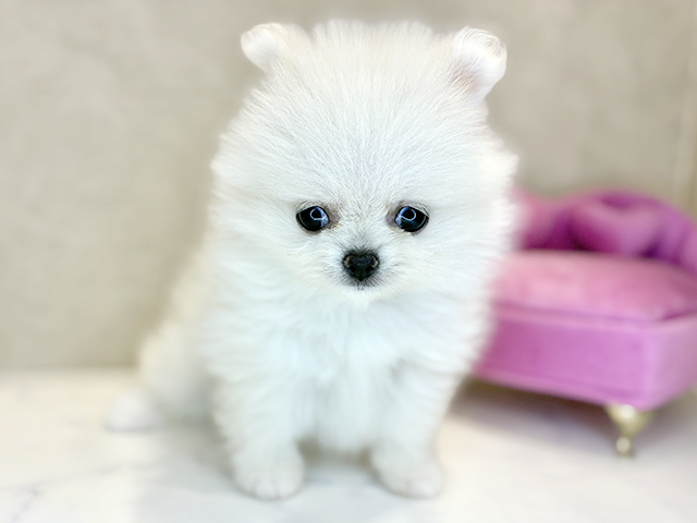 大阪府のポメラニアン (ペッツファースト茶屋町店/2026年5月27日生まれ/女の子/クリーム)の子犬の1枚目の画像