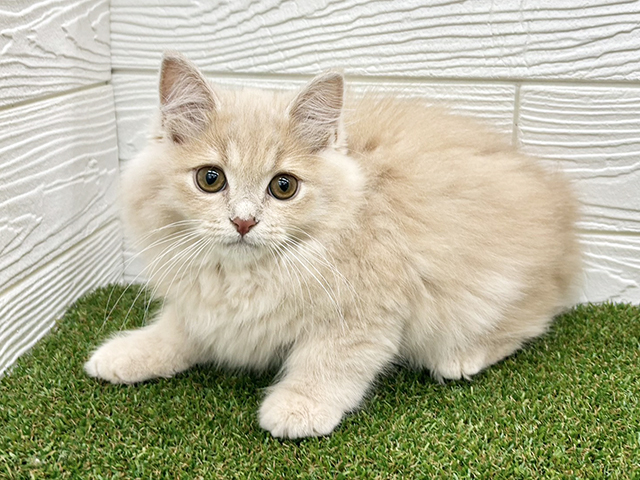 埼玉県のサイベリアン (ペッツファースト三郷店/2026年5月3日生まれ/男の子/クリームタビー)の子猫の1枚目の画像