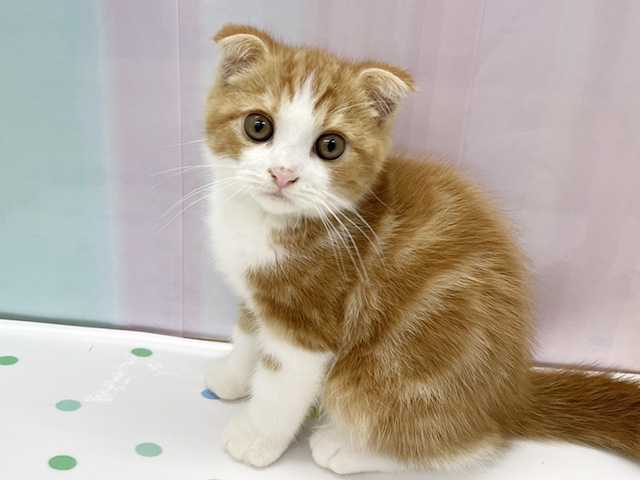 フォールデックス, 性別 男の子, 誕生日 2026/05/08, 毛色 レッドタビーホワイト, 出身 埼玉県, 店舗 湘南平塚店(神奈川県), お問い合わせ番号 200020583