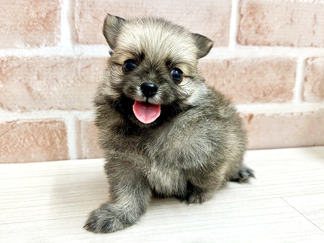 ポメチワ