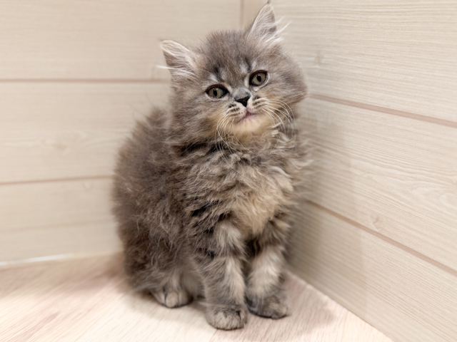 東京都のサイベリアン (ペッツファースト豊洲店/2026年5月21日生まれ/女の子/ブルータビー)の子猫の1枚目の画像