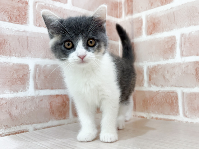 神奈川県のブリティッシュショートヘアー (ペッツファーストfor cats横浜元町店/2026年5月26日生まれ/女の子/ダイリュートキャリコ)の子猫の1枚目の画像