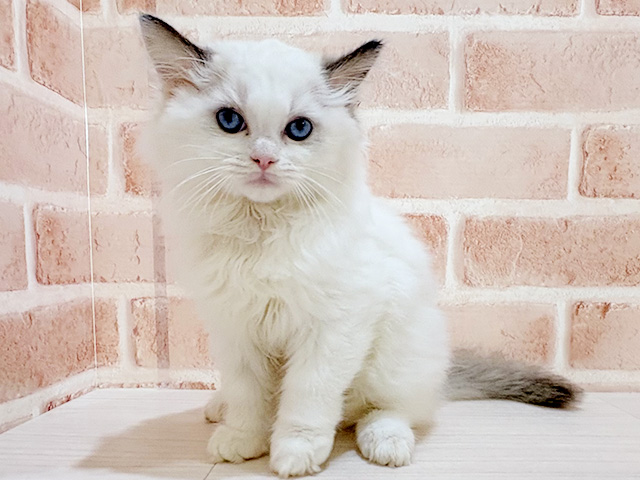 神奈川県のラグドール (ペッツファーストfor cats横浜元町店/2026年5月29日生まれ/女の子/シールポイントバイカラー)の子猫の1枚目の画像