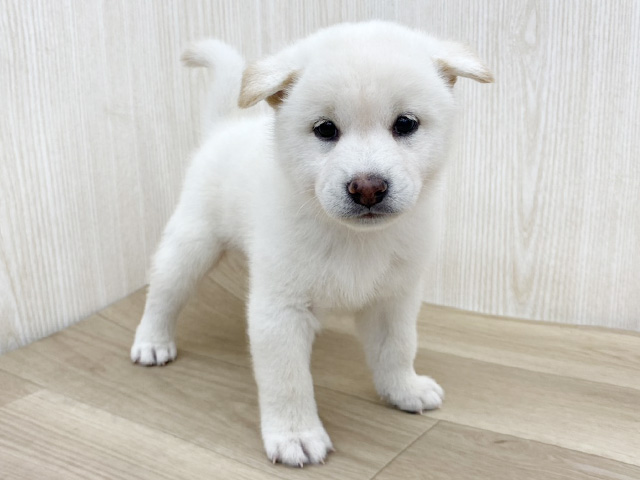 柴犬, 性別 男の子, 誕生日 2026/05/30, 毛色 白, 出身 宮城県, 店舗 三郷店(埼玉県), お問い合わせ番号 300264010