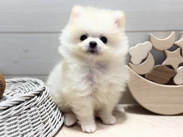 群馬県のポメラニアン (ペッツファースト高崎店/2026年5月30日生まれ/男の子/クリーム)の子犬の1枚目の画像