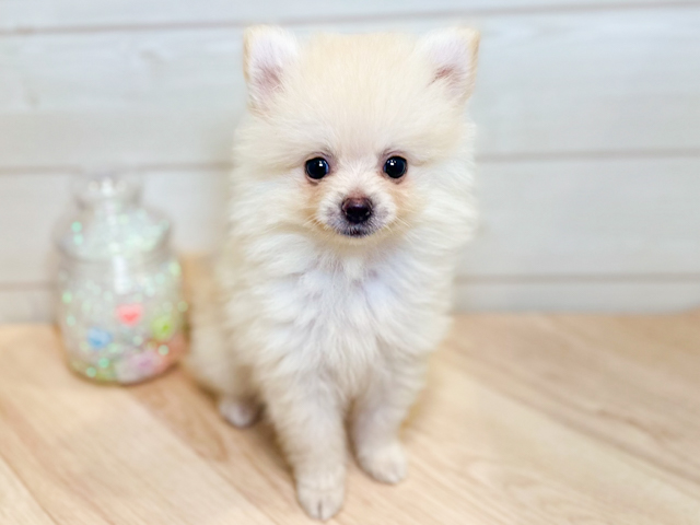 神奈川県のポメラニアン (ペッツファースト川崎店/2026年5月30日生まれ/男の子/クリーム)の子犬の1枚目の画像