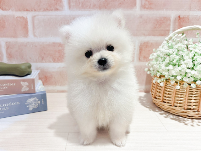 東京都のポメラニアン (ペッツファースト自由が丘店/2026年5月30日生まれ/男の子/クリーム)の子犬の1枚目の画像