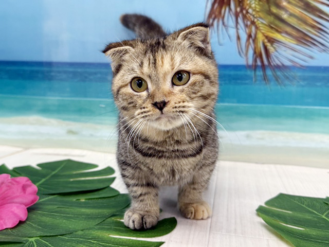 大阪府のマンチカン (ペッツファースト美原南インター店/2026年3月1日生まれ/女の子/ブラウンタビー)の子猫の1枚目の画像