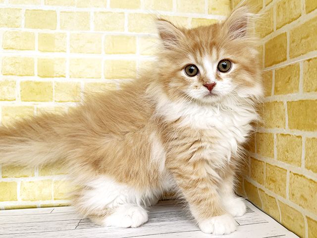 新潟県のマンチカン (ペッツファースト長岡店/2026年5月6日生まれ/男の子/レッドタビーホワイト)の子猫の1枚目の画像