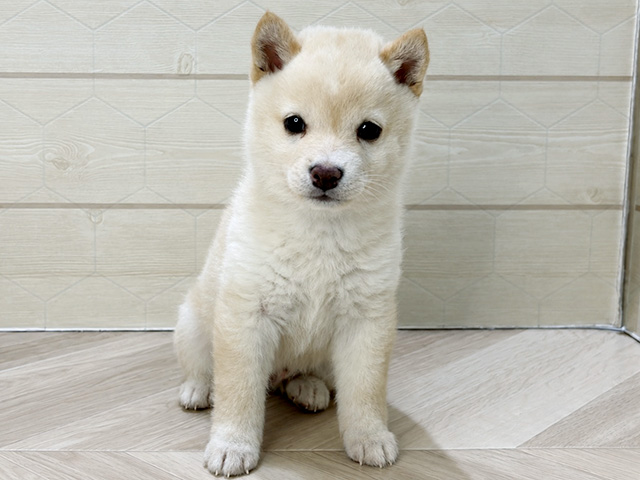 埼玉県の豆柴 (ペッツファーストレイクタウン店/2026年5月25日生まれ/男の子/白)の子犬の1枚目の画像