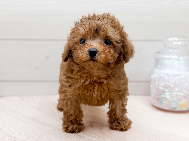 東京都のトイプードル(タイニー) (ペッツファースト渋谷店/2026年5月29日生まれ/女の子/レッド)の子犬の1枚目の画像