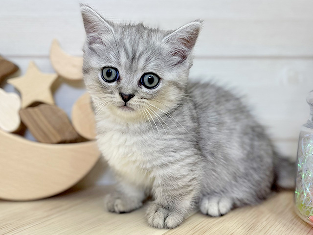 愛知県のマンチカン (ペッツファースト大高店/2026年5月26日生まれ/男の子/シルバータビー)の子猫の1枚目の画像