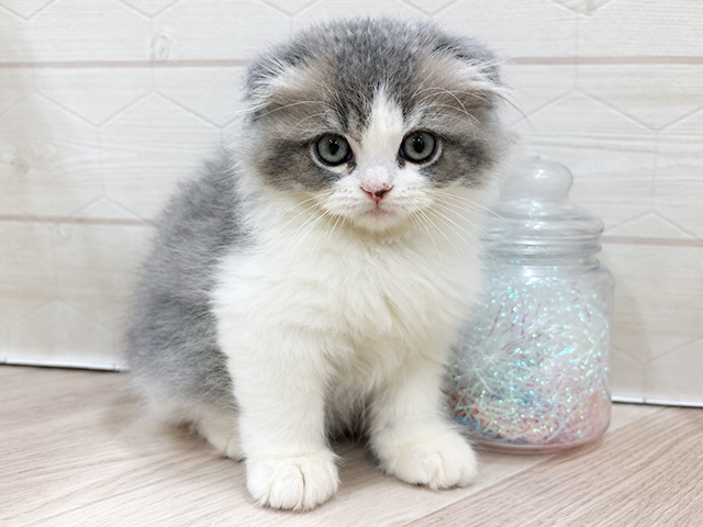 東京都のスコティッシュフォールド (ペッツファースト吉祥寺サンロード店/2026年6月1日生まれ/女の子/ブルーパッチドタビーホワイト)の子猫の1枚目の画像