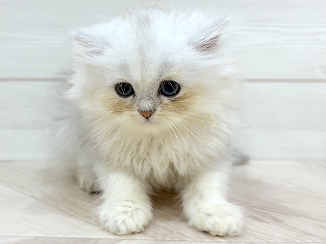 ペルシャ