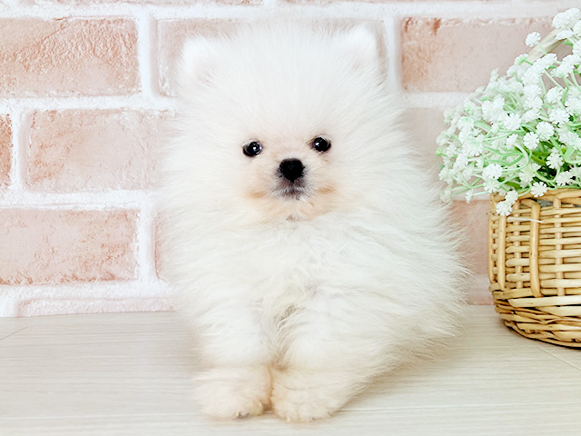 京都府のポメラニアン (ペッツファースト京都店/2026年6月2日生まれ/男の子/クリーム)の子犬の1枚目の画像