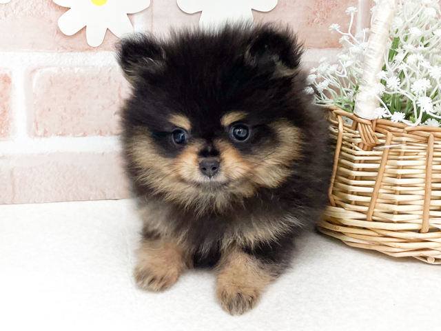 東京都のポメラニアン (ペッツファーストお台場店/2026年6月2日生まれ/女の子/ブラックタン)の子犬の1枚目の画像