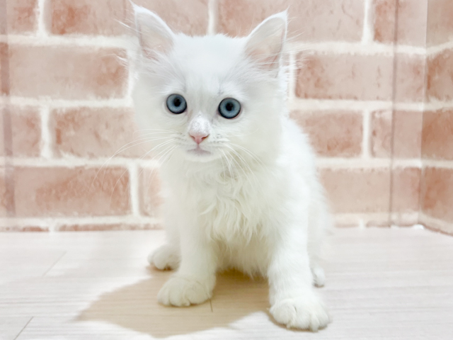 ネヴァマスカレード