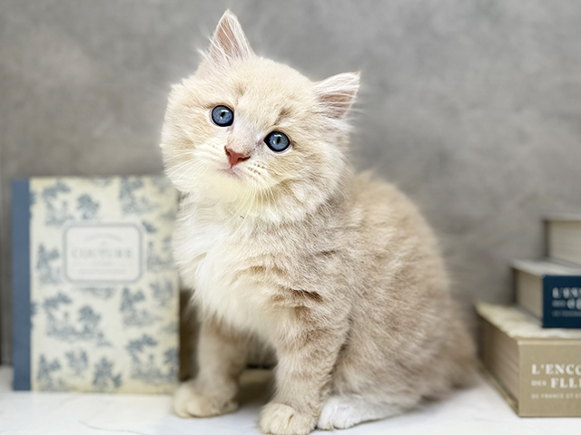埼玉県のサイベリアン (ペッツファースト川口店/2026年6月2日生まれ/男の子/クリームタビー)の子猫の1枚目の画像