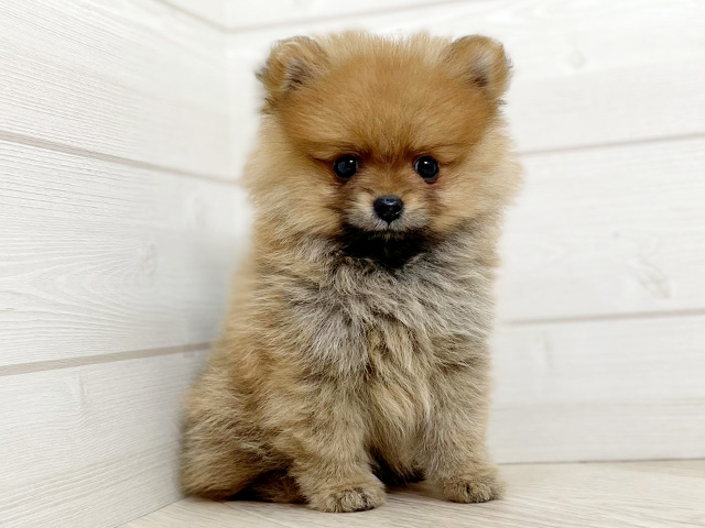 埼玉県のポメラニアン (ペッツファースト春日部店/2026年6月4日生まれ/男の子/オレンジ)の子犬の1枚目の画像