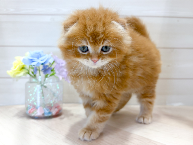 スコティッシュフォールド