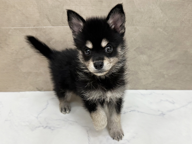福岡県のハーフ犬・ミックス犬 (ペッツファースト福津店/2026年6月4日生まれ/男の子/ブラックホワイト)の子犬の1枚目の画像
