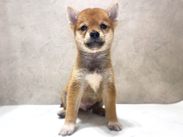 千葉県の豆柴 (ペッツファーストららぽーとTOKYO-BAY店/2026年6月4日生まれ/男の子/赤)の子犬の1枚目の画像
