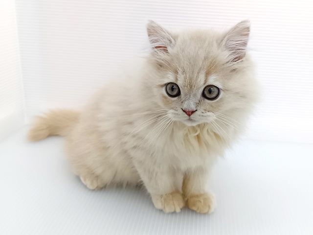 埼玉県のサイベリアン (ペッツファースト三郷店/2026年5月17日生まれ/男の子/クリームタビー)の子猫の1枚目の画像