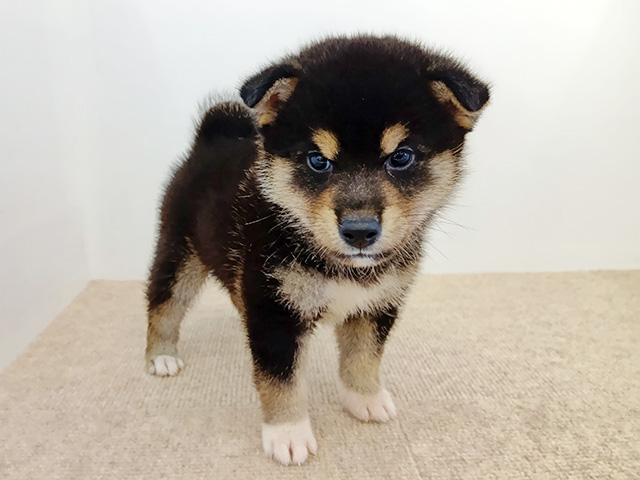 柴犬, 性別 男の子, 誕生日 2026/05/31, 毛色 黒, 出身 埼玉県, 店舗 富山店(富山県), お問い合わせ番号 200020693
