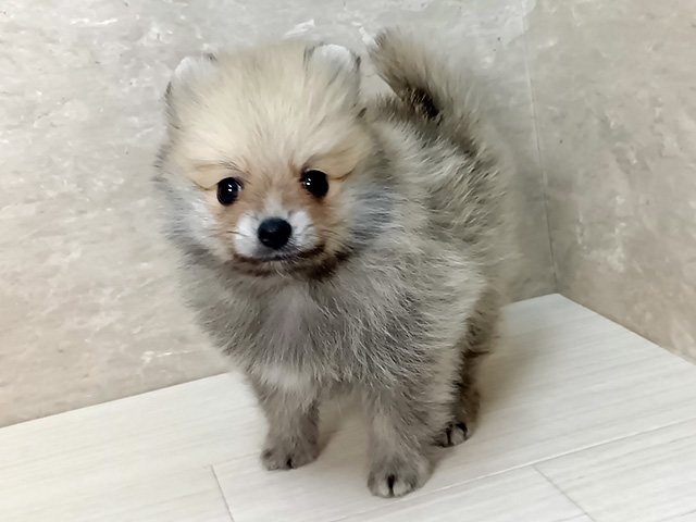 大阪府のポメラニアン (ペッツファースト茨木目垣店/2026年6月6日生まれ/男の子/ウルフセーブル)の子犬の1枚目の画像