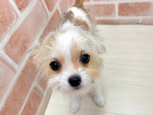 埼玉県のハーフ犬・ミックス犬 (ペッツファースト春日部店/2026年2月9日生まれ/女の子/ホワイトタン)の子犬の1枚目の画像